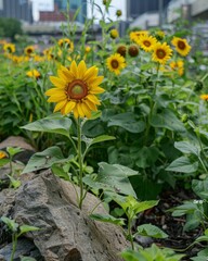 Obraz premium Vibrant Urban Oasis: Sunflowers Amidst Cityscape Celebrating World Environment Day