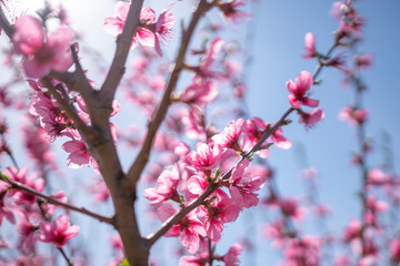 A branch of pink peach flowers with green leaves.