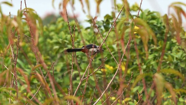 Asian grey treepie, dendrocitta formosae perched upright on the branch in its natural habitat in countryside Taiwan, alerted by the surroundings, calling, chattering and spread the wings and fly away.