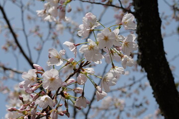 Tokyo, Japan - April 02, 2024 : Travelling to Japan is so amazing and love the city 