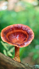 Mushrooms growing in the Forest