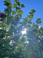 the sun's rays fall on viburnum