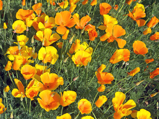 Orange and yellow poppy flowers in bloom nature background