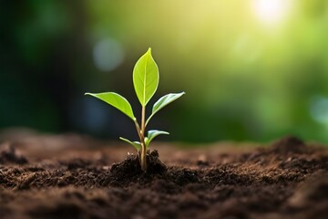 Young plant in the morning light on nature background, 16:9, high quality, copy space, concept: Generative AI
