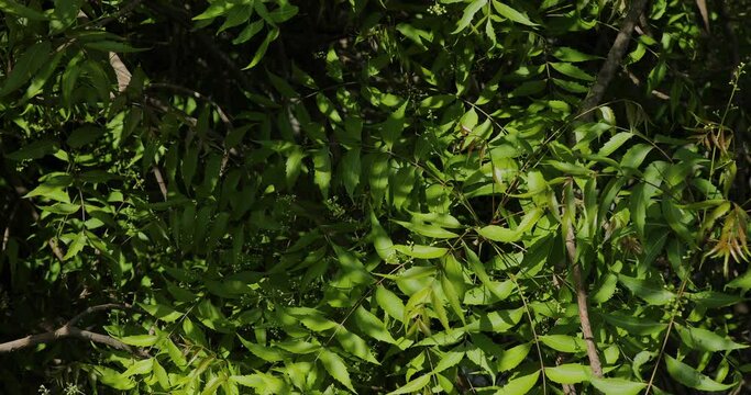 Neem leaves closeup. Azadirachta indica. Indian lilac. Margosa. Nim tree. 