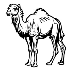 Asian Camel