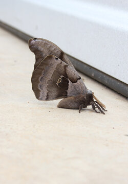 Polyphemus moth near warehouse in early spring. Rural East Texas