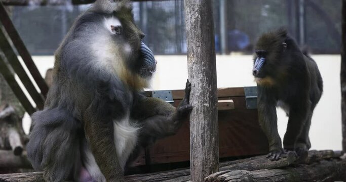 Mandrill monkeys with distinctive colorful facial patterns