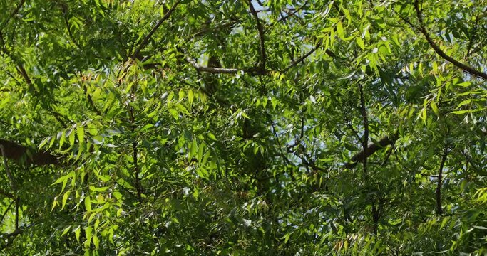 Neem tree in garden. Azadirachta indica. Nim tree. Margosa. Indian lilac.