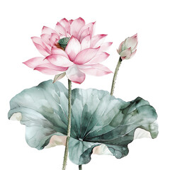 Lotus flower painted in watercolor