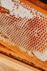 Panal de abeja de miel