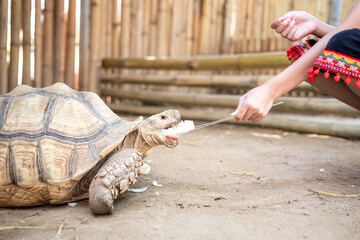 close-up of girl feeding giant turtles