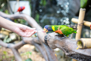 Bird is eating food from a little girl hand.
