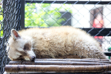 Raccoon is sleeping in a cage at the zoo.