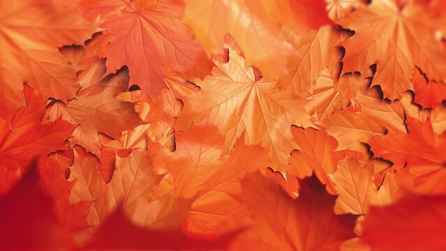 Maple Leaf Fall. Red maple leaves falling from top to bottom. Looped video.