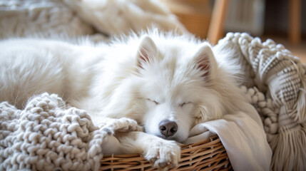a samoyed dog sleeping in the wicker basket bed, in an indoor environment. relaxed and comfortable atmosphere