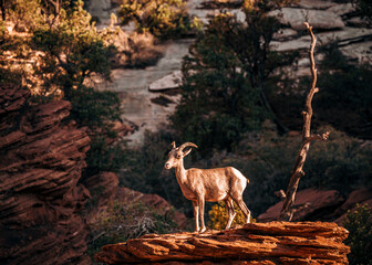 Vigilant Mountain Goat