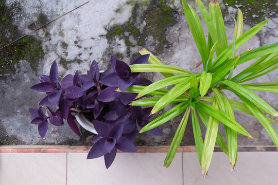 pandan and purple heart plants on the terrace of the house
