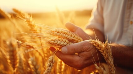 A Male farmer's hands in the wheat field The evening sun shines on the wheat and the farmer's hands. Agriculture concept