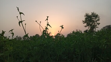 Sunset Over the Vast Fields
