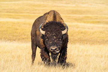 Obraz premium Bufalo Lick