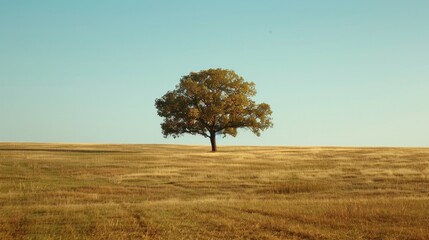 The nature of the majestic trees in the vast open field