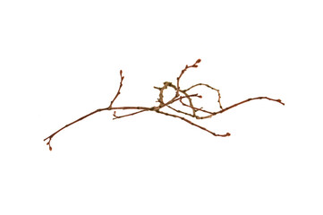 tree branch isolated on white background