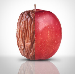 Health And Disease or Aging Process and mental health symbol as a new fresh ripe red apple decomposing and getting old and wrinkled as a symbol for optimism or pessimism and mortality. - 788941285