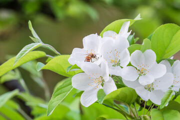 Crabapple flowers are in full bloom. And there are the bee. Malus prunifolia - obrazy, fototapety, plakaty