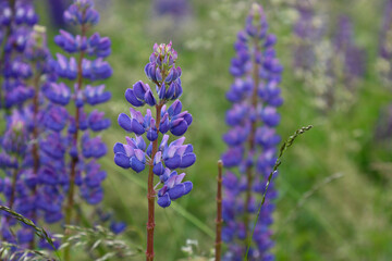 Flowering lupine plant.