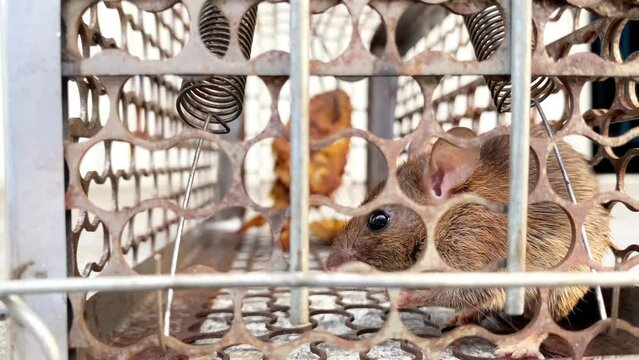 Close up of a Brown Rat, Rattus norvegicus, caught in a live trap,asian