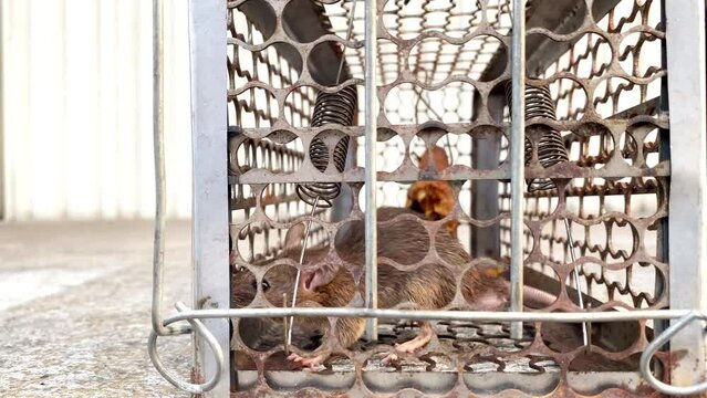 Close up of a Brown Rat, Rattus norvegicus, caught in a live trap,asian