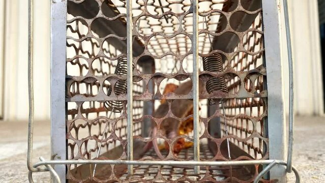 Close up of a Brown Rat, Rattus norvegicus, caught in a live trap,asian