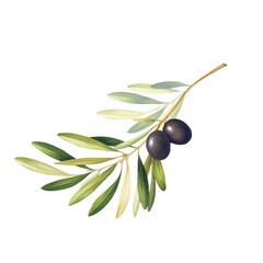 Olive branch sketch illustration. Isolated.