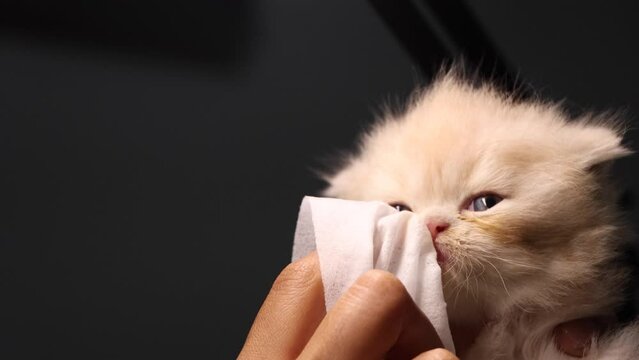 Persian kitten getting his eyes cleaned up.