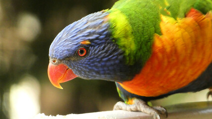 close up of rainbow lorikeet bird looking at camera