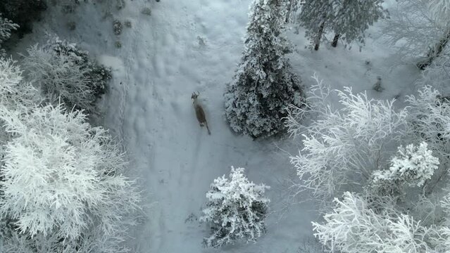 Aerial drone footage of a reindeer wandering amidst trees in Luosto, Lapland, Finland, showcasing the serene Arctic winter landscape.