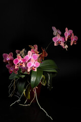 Phalaenopsis orchid brushes in pot on a dark background