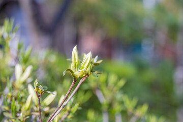 Korean azalea buds seen in spring. warm sunshine - False rosebay, Rhododendron yedoense, poukhanense