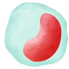 Monocyte is a type of white blood cell.