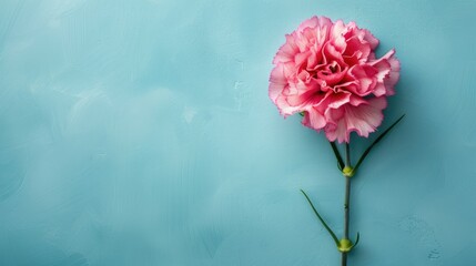 Fototapeta na wymiar A stunning pink carnation flower sits gracefully against a vibrant light blue table backdrop epitomizing the perfect Mother s Day floral gift Captured from above in a top view arrangement t