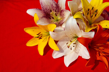Obraz na płótnie Canvas Beautiful lilies lie on the background on a sunny day.