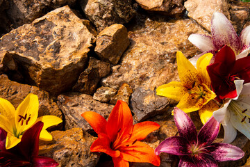 Beautiful lilies lie on the background on a sunny day.