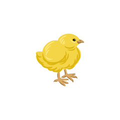 vector drawing chick bird, baby hen isolated at white background, hand drawn illustration