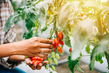 Close-up of farmer's hands in a greenhouse cherishing cherry tomatoes. Quality harvest signifies...