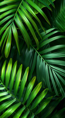 Closeup palm leaves background. Green leaf  floral jungle pattern concept. abstract green leaf texture.