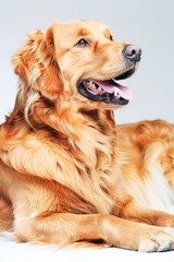 Golden Retriever Resting Indoors With a Content Expression on a Bright Day - 788959426