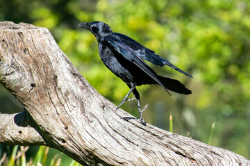 Fototapeta premium The Australian raven is a passerine corvid bird native to Australia. Measuring 46–53 centimetres in length, it has an all-black plumage, beak and mouth, as well as strong, greyish-black legs and feet.