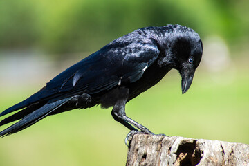 Naklejka premium The Australian raven is a passerine corvid bird native to Australia. Measuring 46–53 centimetres in length, it has an all-black plumage, beak and mouth, as well as strong, greyish-black legs and feet.