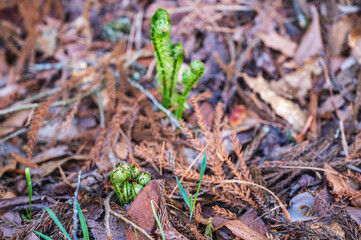 野に自生するこごみ